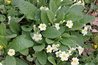 Primula vulgaris