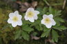 Anemone nemorosa