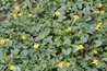 Ranunculus ficaria