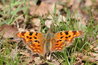 Polygonia c-album
