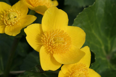 Caltha palustris