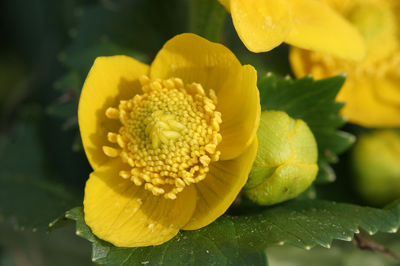 Caltha palustris