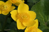 Caltha palustris
