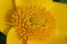 Caltha palustris