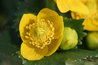 Caltha palustris