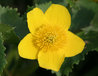 Caltha palustris