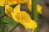 Caltha palustris