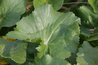 Caltha palustris