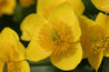 Caltha palustris