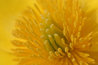 Caltha palustris