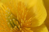 Caltha palustris