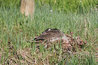 Nesting Goose
