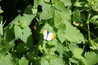 Orange Tip on nettles