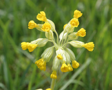 Flowerhead