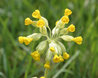 Flowerhead