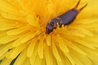 Earwig on a Dandelion Flower