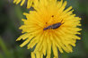 Earwig on a Dandelion Flower
