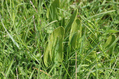 Ophioglossum vulgatum
