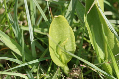 Ophioglossum vulgatum