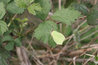 Gonepteryx rhamni