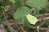 Male Brimstone