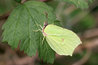 Male Brimstone