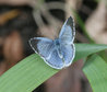 Celastrina argiolus