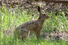 Brown Hare