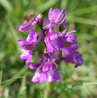 Orchis morio
