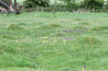 Upwood Meadow