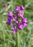 Green-winged Orchid