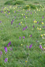Upwood Meadow