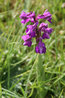 Orchis morio