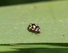 Propylea