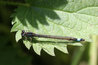 Male Blue-tailed Damselfly