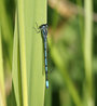 Coenagrion puella
