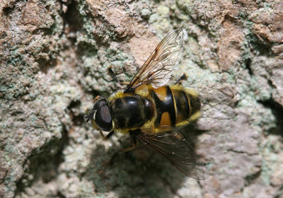 Eristalis arbustorum