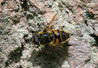 Eristalis arbustorum