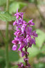 Orchis mascula