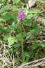 Orchis mascula