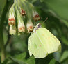 Coliadinae