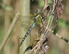 Brachytron pratense