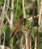 Four-spotted Chaser
