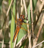 Libellula fulva