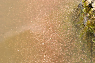 Water Fleas