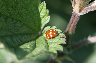 Cream-spot Ladybird