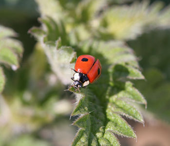 Adalia bipunctata