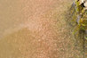 Water Fleas