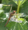 Libellula fulva
