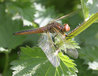 Scarce Chaser